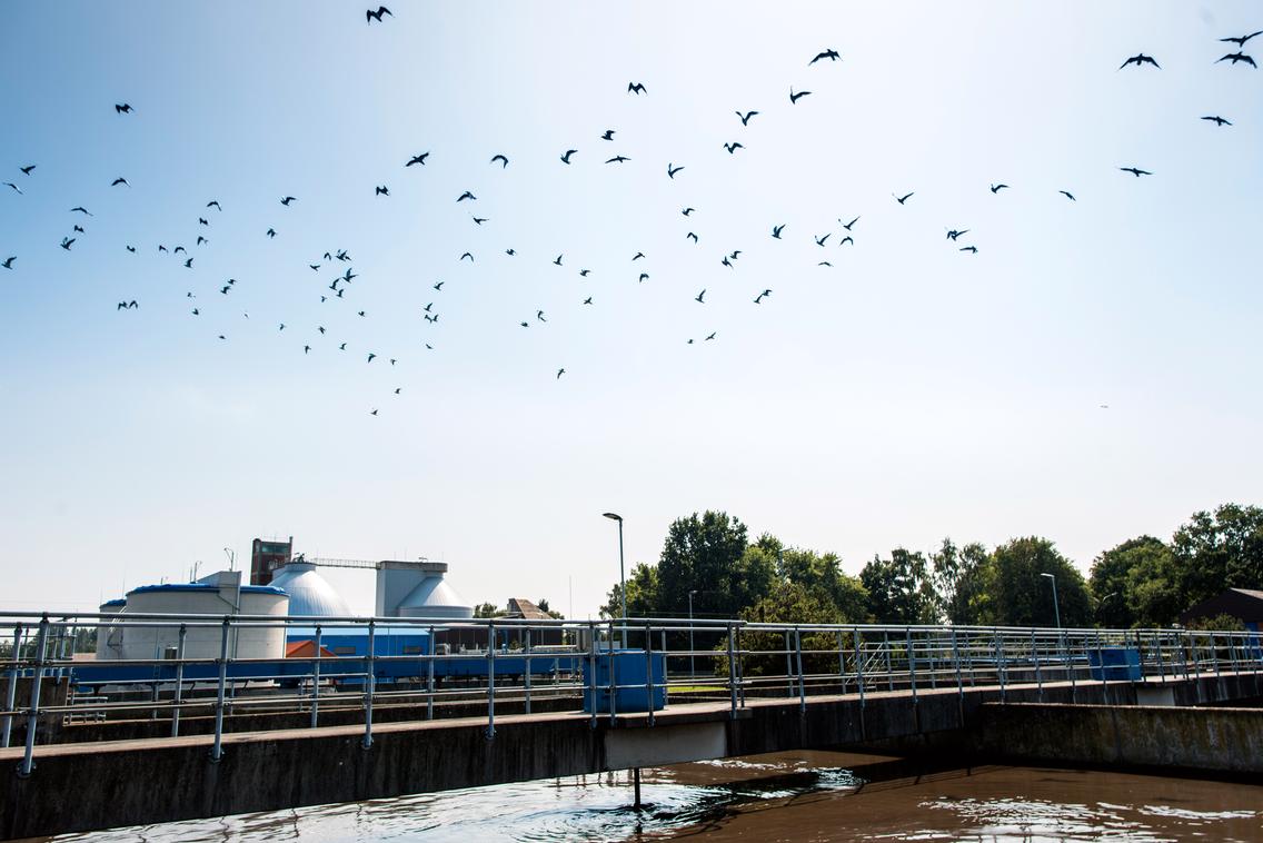 Vögel überfliegen das Nachklärbecken des Klärwerks in Eversburg